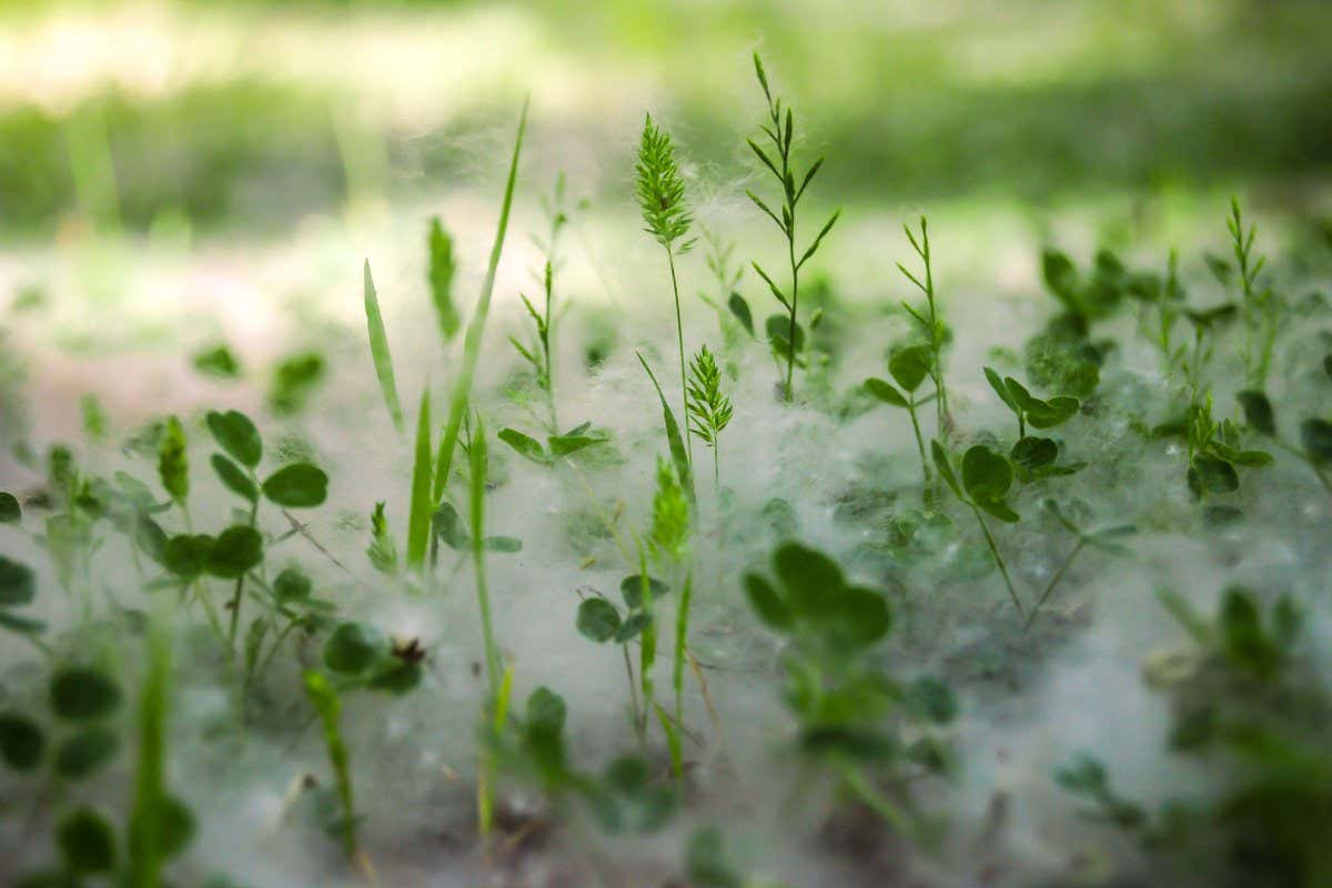 Green clover leaves surrounded by pollen