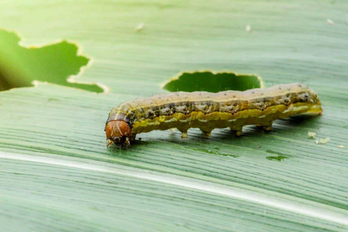 Fall armyworm (Spodoptera frugiperda) on maize; Shutterstock ID 1444285103; purchase_order: -; job: -; client: -; other: -