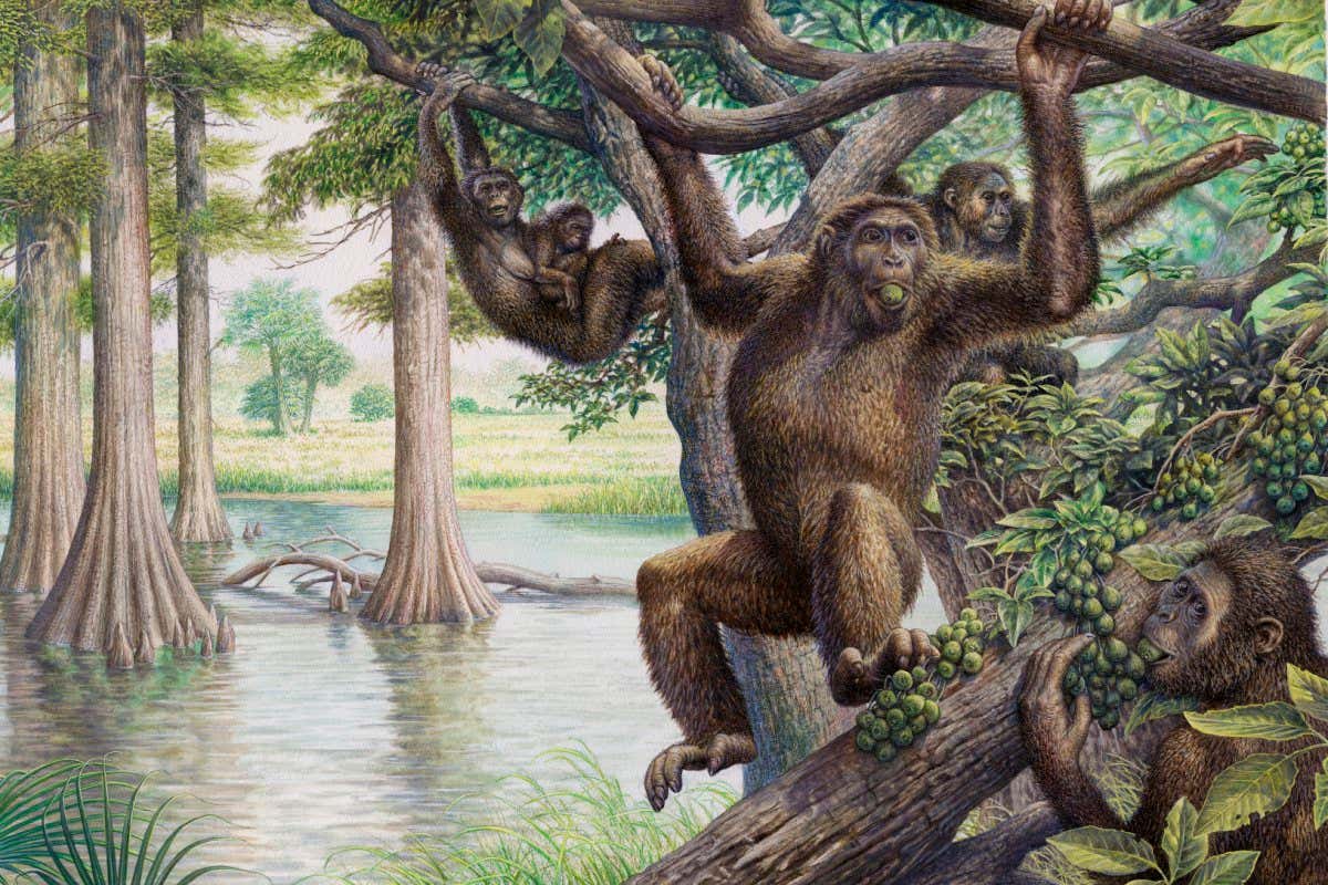 Dryopithecus