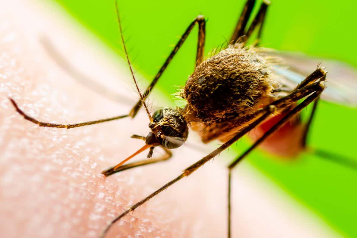A Culex mosquito, the genre of insect that can spread Japanese encephalitis