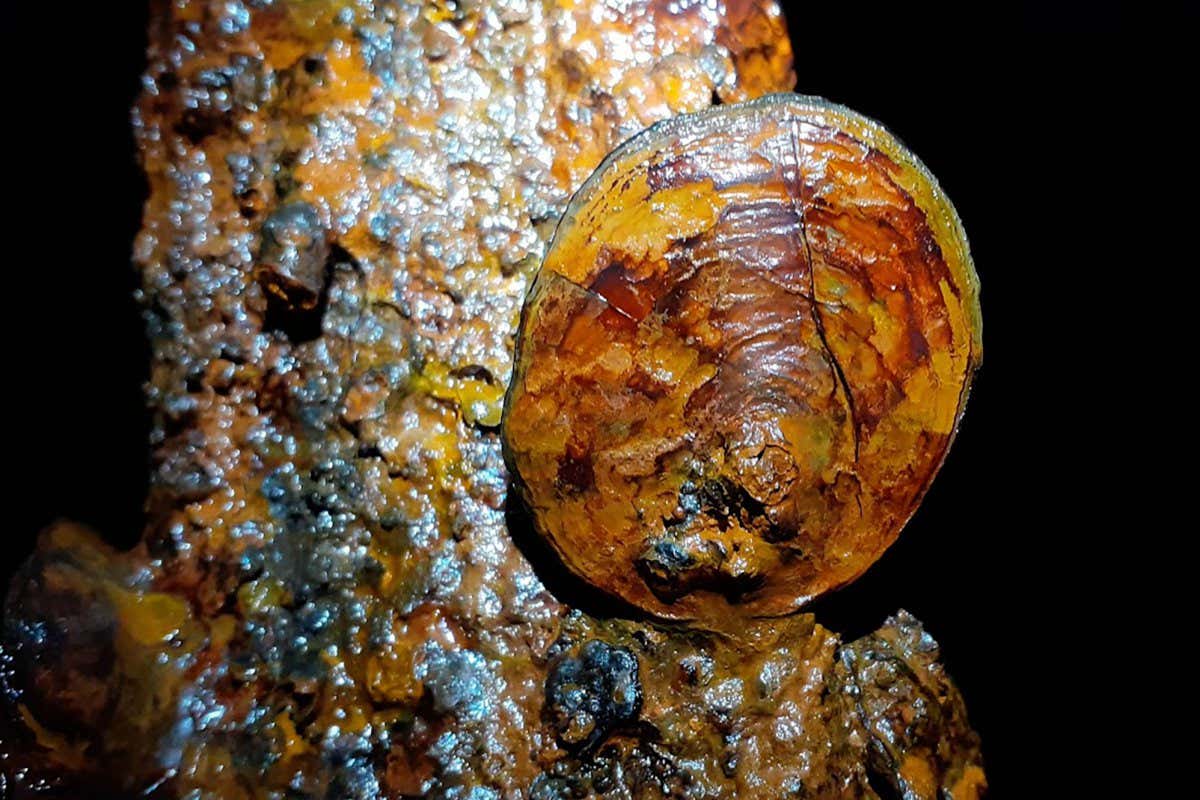 What is this shell-like structure (pictured) found in a disused mine?