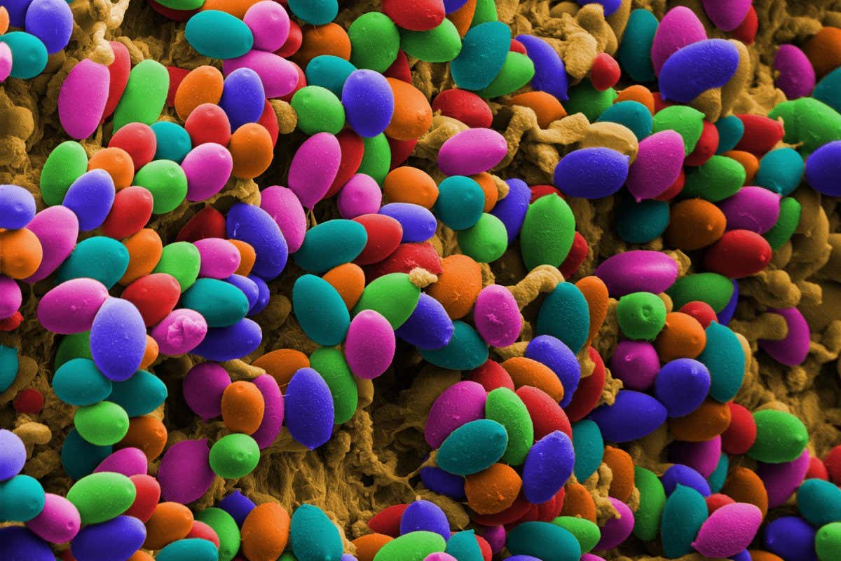 A colour-enhanced scanning electron microscope (SEM) image of Magic mushrooms (Psilocybe cubensis). These spores will grow into the fungus that is Psilocybe cubensis , or the magic mushroom. When ingested, this fungus causes euphoria, hallucinations and altered perception of time. Each spore of this strain is approximately 8 by 11 um. Magnification is x660 when printed 10 cm wide.