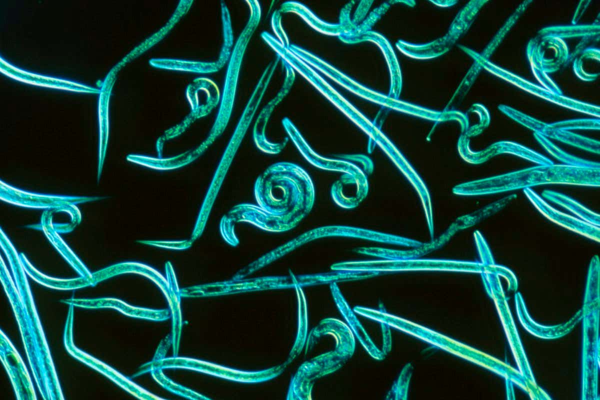 Caenorhabditis elegans