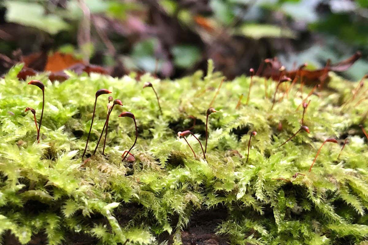 New Scientist. Science news and long reads from expert journalists, covering developments in science, technology, health and the environment on the website and the magazine.