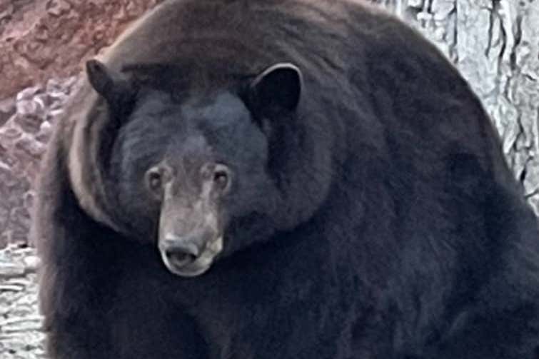 The bear Hank the Tank