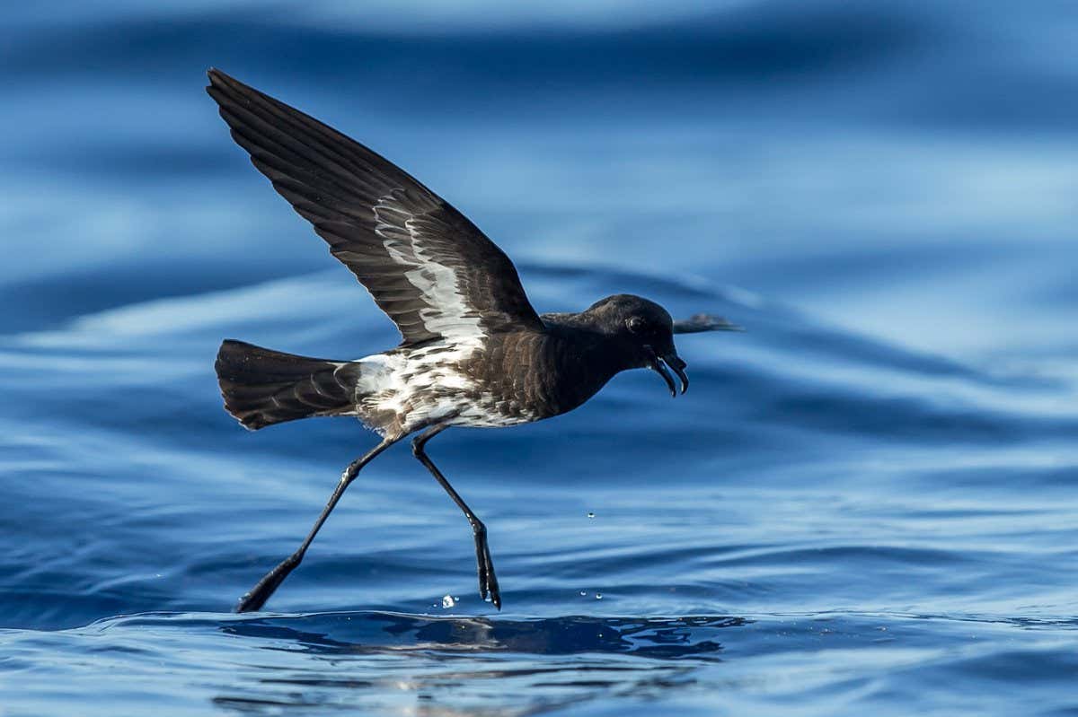 A New Caledonian storm petrel pattering across the sea