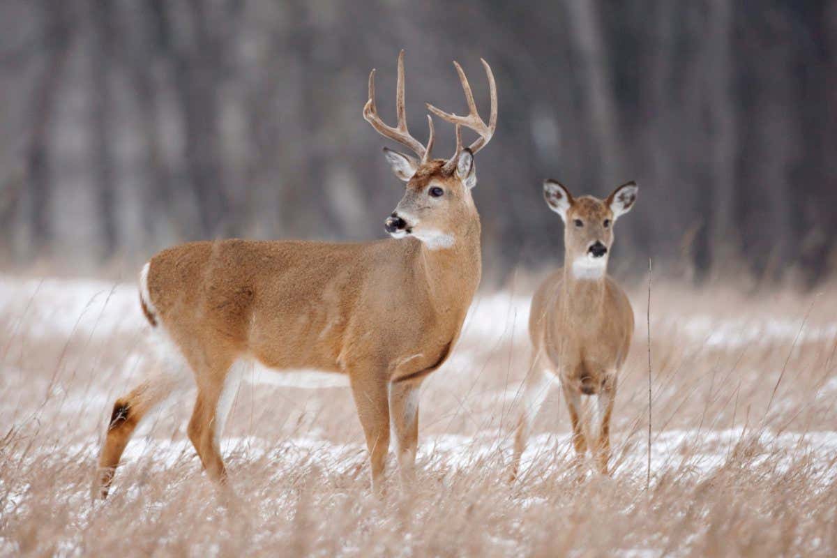 White-tailed Deer