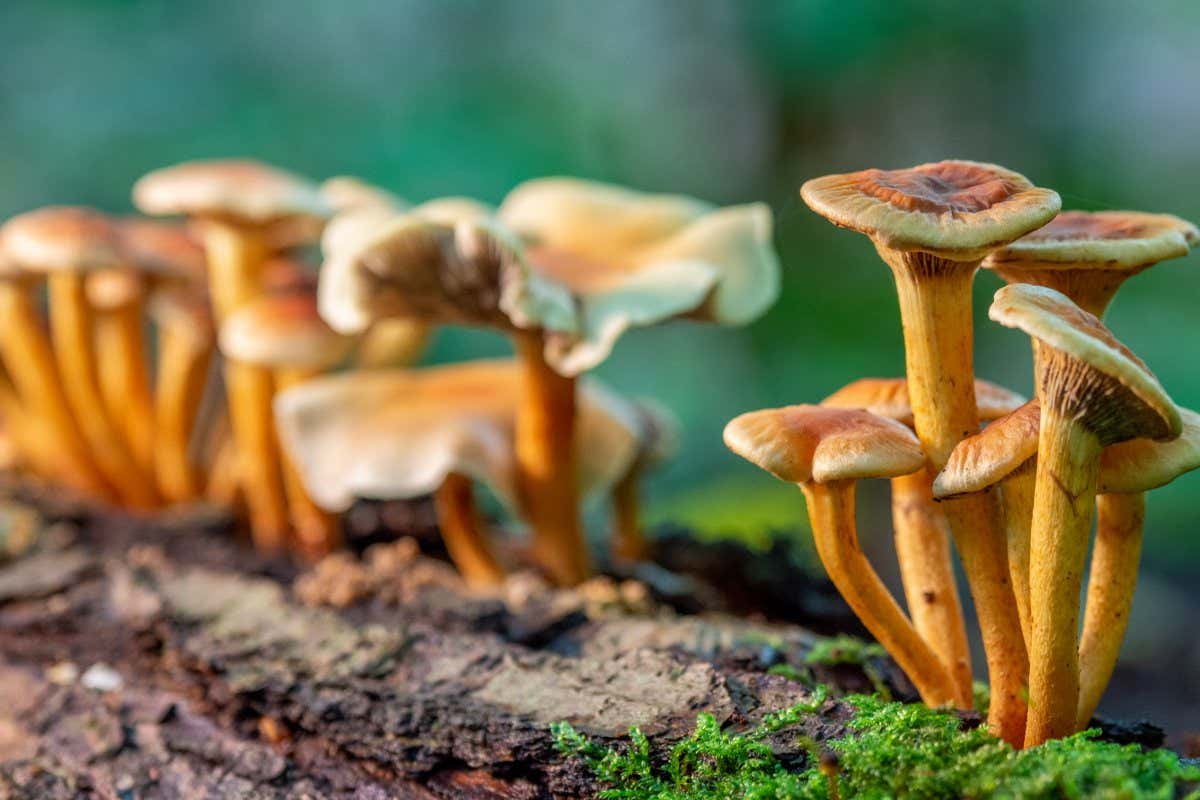 on a rotten mossy old tree trunk grow many small tree fungi in autumn ; Shutterstock ID 1837464541; purchase_order: -; job: -; client: -; other: -
