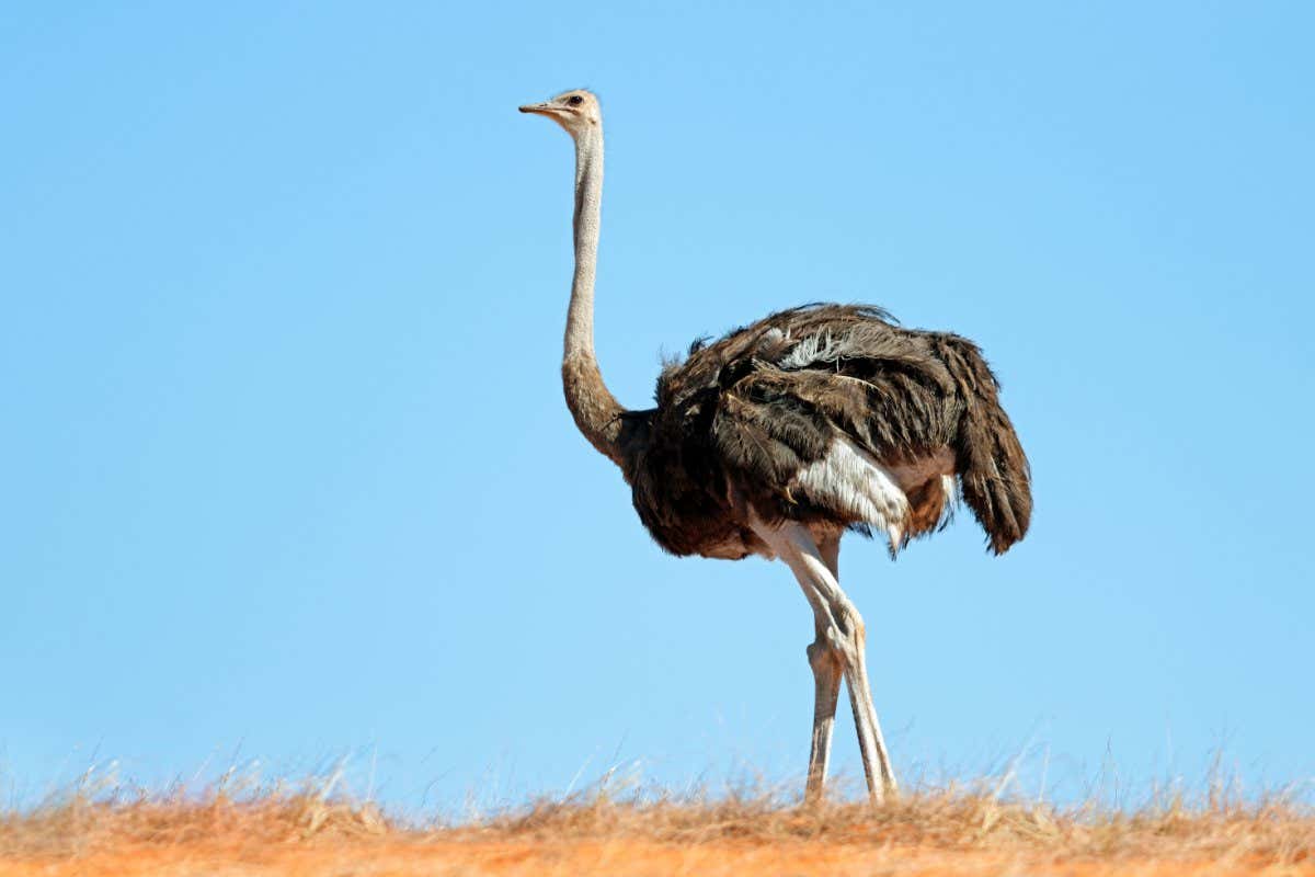 An ostrich (Struthio camelus) on a dune against a blue sky, Kalahari desert, South Africa ; Shutterstock ID 2129799884; purchase_order: -; job: -; client: -; other: -