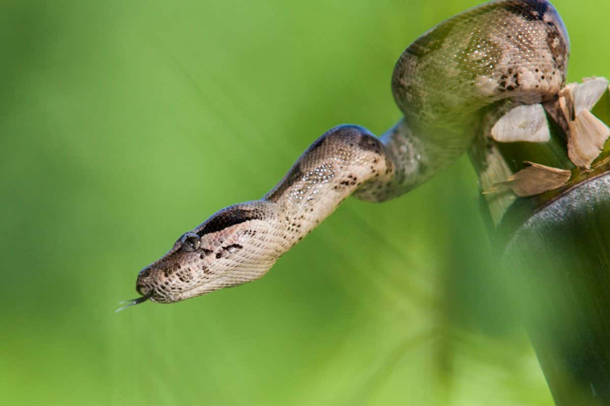 Boa constrictor