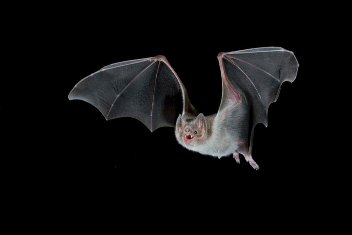 Common Vampire Bat (Desmodus rotundus) in flight, Mexico