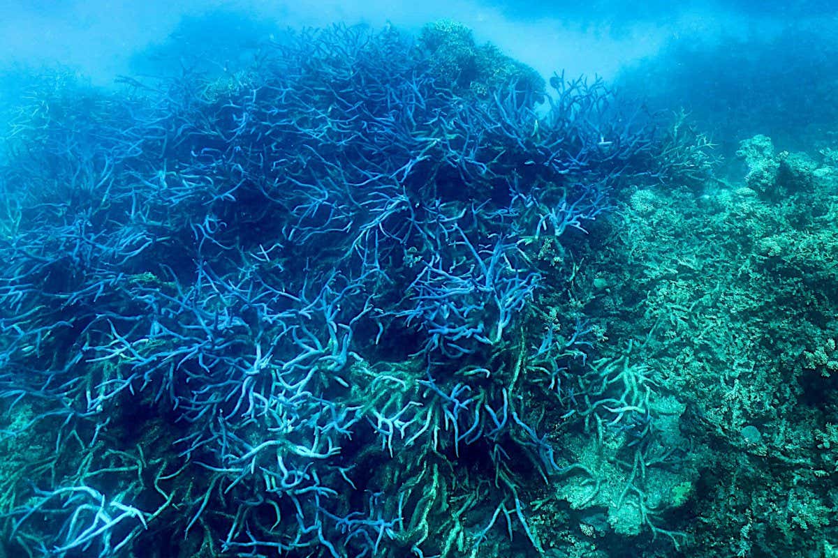 This picture taken on March 7, 2022 shows the current condition of the coral on the Great Barrier Reef, off the coast of the Australian state of Queensland. - The Great Barrier Reef has again been hit with 