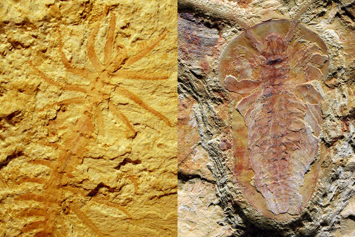 Left: Lobopodian worm (Luolishania) Right: Arthropod (Naroia)