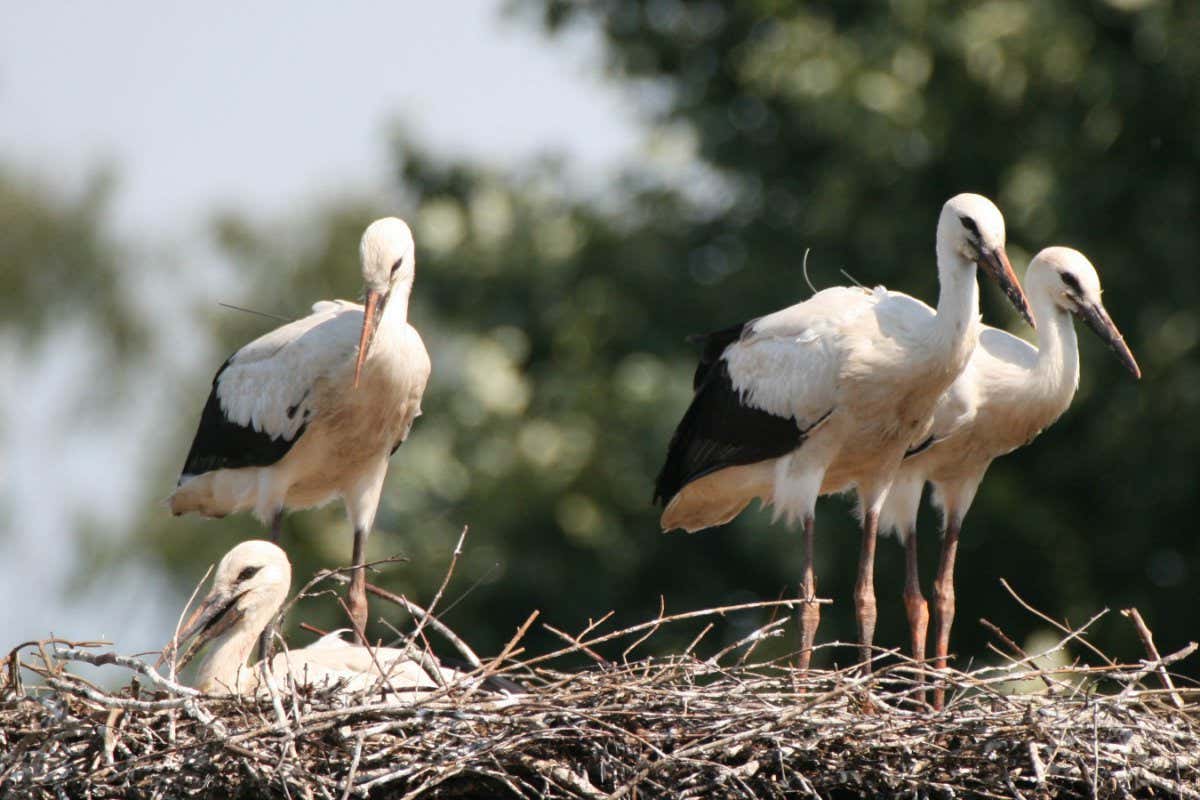 New Scientist. Science news and long reads from expert journalists, covering developments in science, technology, health and the environment on the website and the magazine.