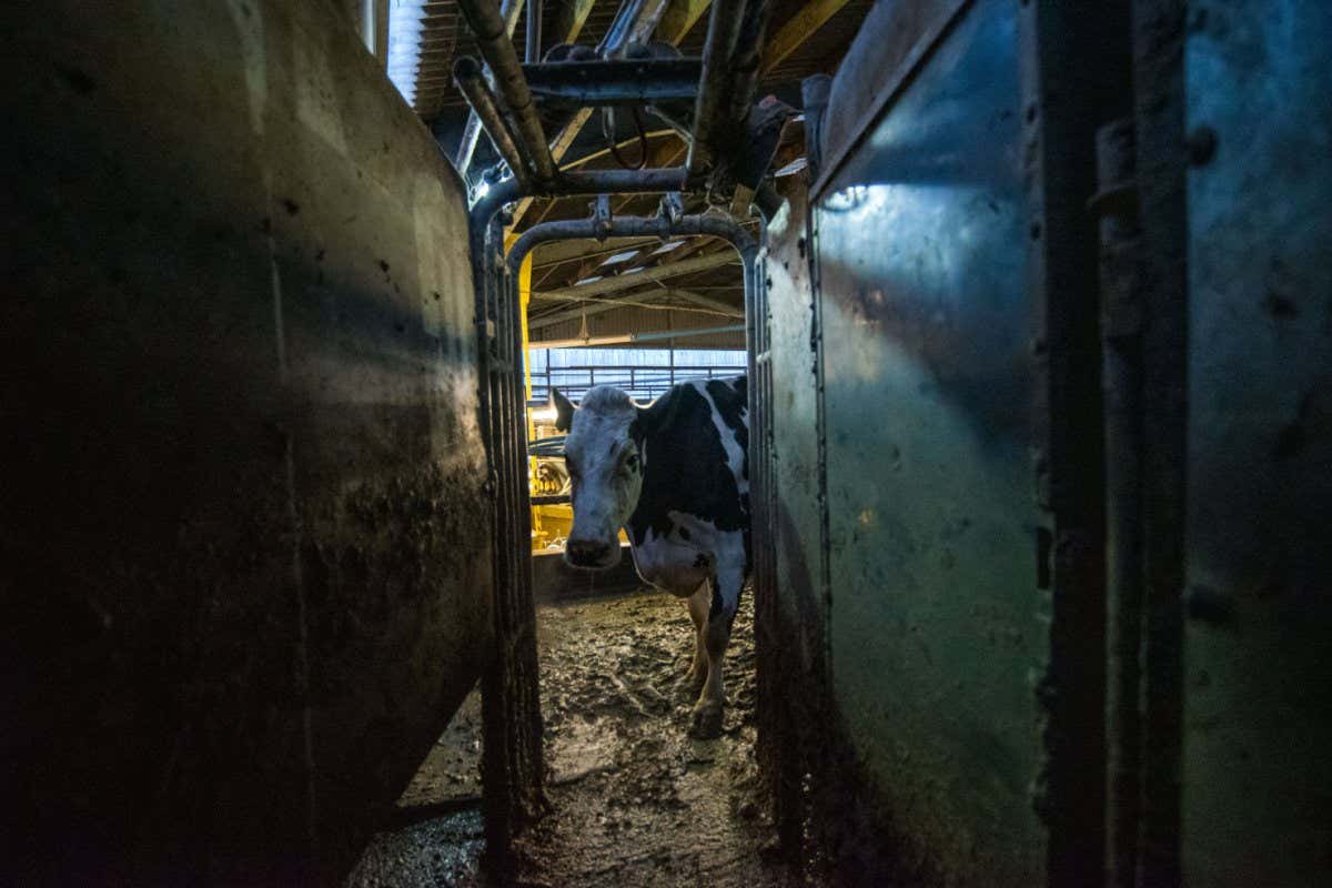 Cow review: A moving and uncomfortable cow's-eye-view of farming