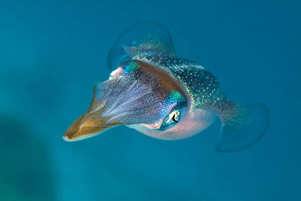 The Caribbean reef squid Sepioteuthis sepioideacan change colour to match its surroundings