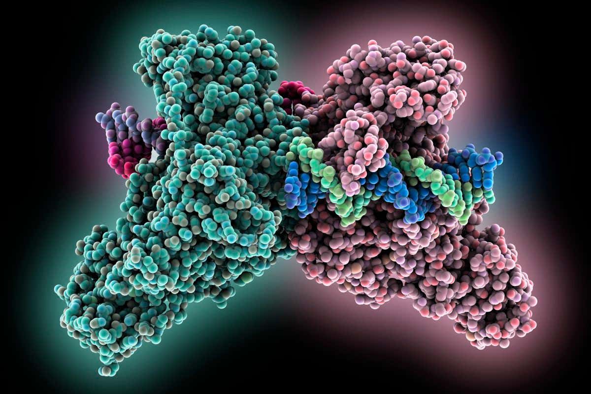 Methyltransferase complexed with DNA, molecular model. The strand of DNA (deoxyribonucleic acid, green and blue) is enclosed by DNA methyltransferase 1 (DNMT-1, green and pink). This enzyme acts to add methyl groups to the DNA, a process called DNA methylation, which can silence and regulate genes without changing the genetic sequence. DNA methylation is also being studied in relation to cancer.