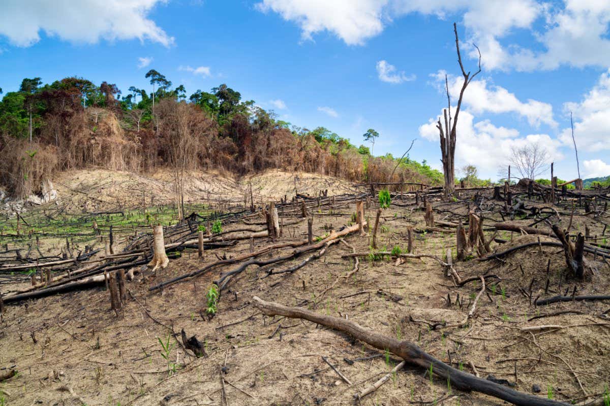 Deforestation in Philippines