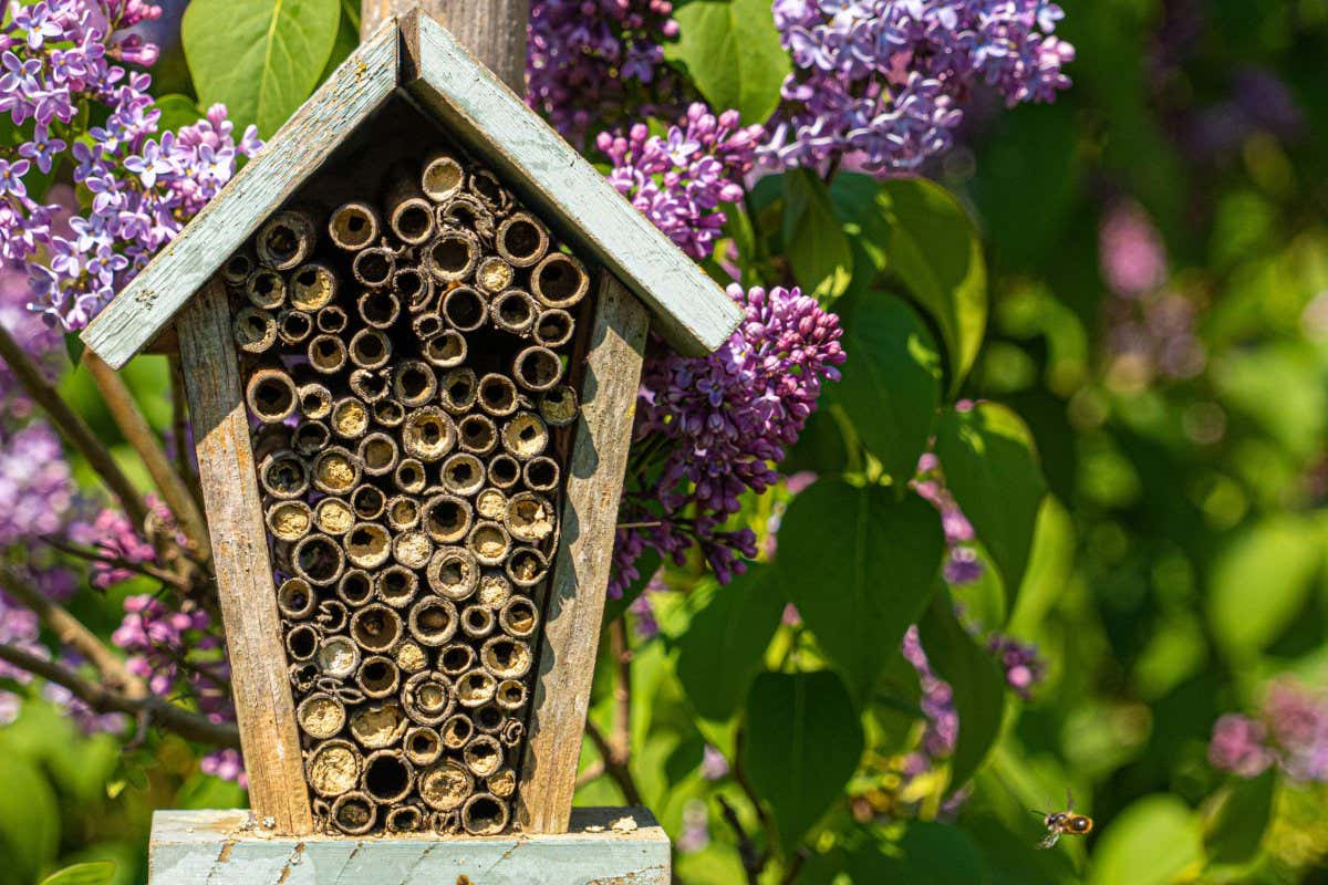 2BXYMCB Close up front view of aged antique bee hotel with wooden tubes and purple flowers to background