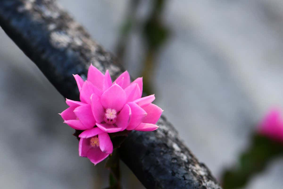 Pink flowers of the native rose, Boronia serrulata, growing amongst burnt blackened tree branches. The Australian bush regenerating following a bushfire in Sydney, NSW
