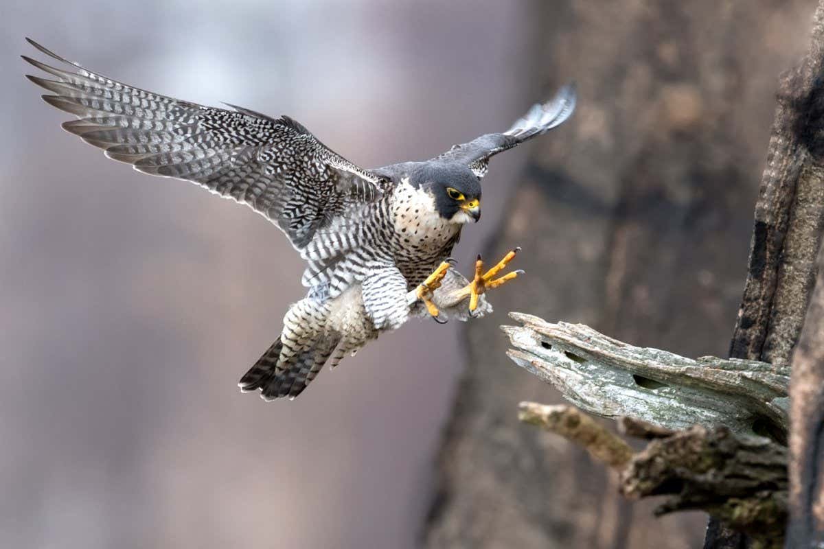 Peregrine Falcon in New Jersey; Shutterstock ID 1039827799; purchase_order: -; job: -; client: -; other: -