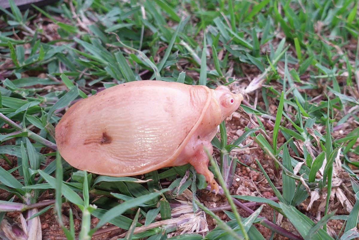 New Scientist. Science news and long reads from expert journalists, covering developments in science, technology, health and the environment on the website and the magazine.