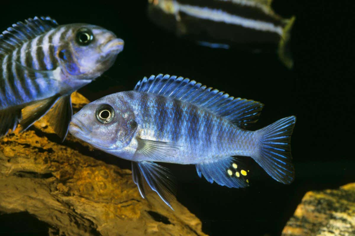 zebra mbuna fish