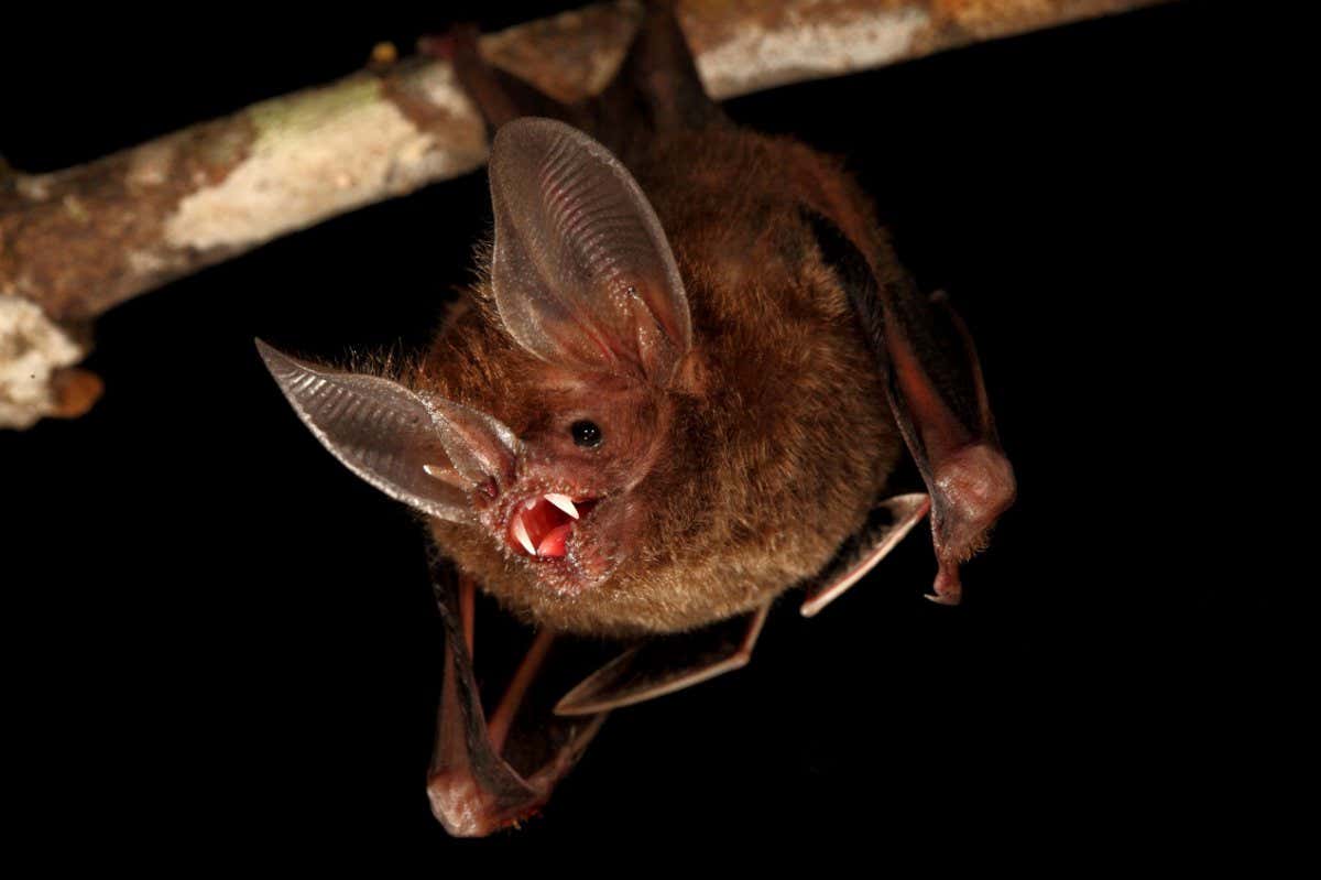 H7YMEG Fringe-lipped Bat (Trachops cirrhosus) roosting and calling, Smithsonian Tropical Research Station, Barro Colorado Island,