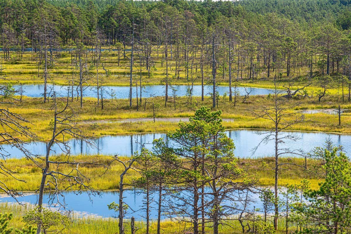 2CCPWCA Viru bog study trail in Lahemaa National Park, estonia