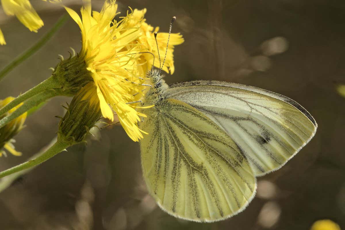 green-veined white butterfly