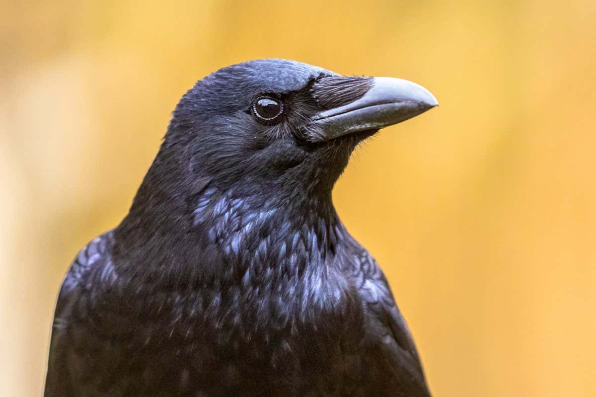 Carrion crow (Corvus corone) black bird portrait of head and looking at camera. Wildlife in nature. Netherlands; Shutterstock ID 1928268914; purchase_order: -; job: -; client: -; other: -