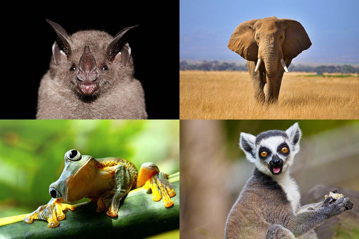 Bat, elephant, frog, lemur