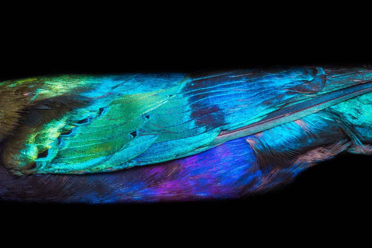 plumage of Purple Starling (Lamprotornis purpureus)