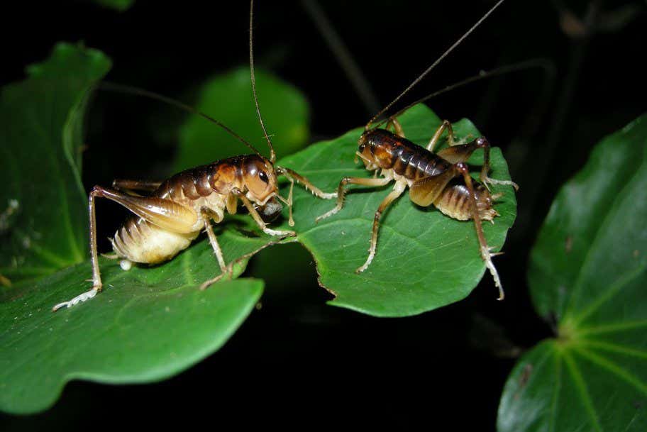 Female wētā insects have two sets of genitals and eat male ejaculate