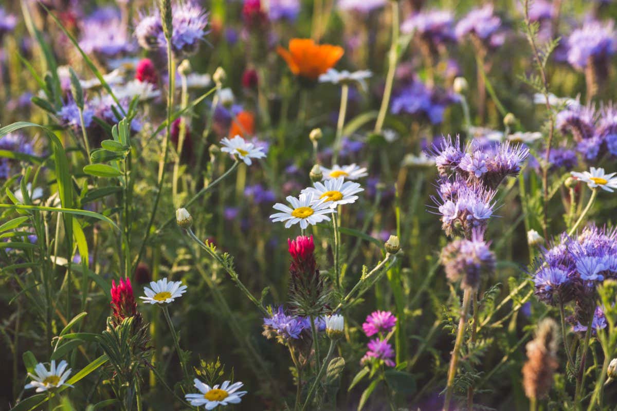Colorful flowering herb meadow with purple blooming phacelia, orange calendula officinalis and wild chamomile. Meadow flowers photographed landscape format suitable as wall decoration in wellness area; Shutterstock ID 1428636158; purchase_order: -; job: -; client: -; other: -