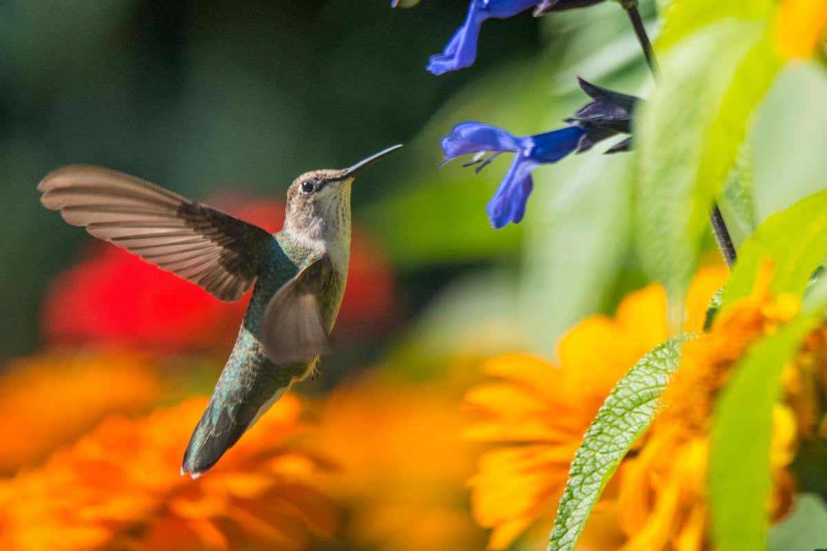 F3EPBC Birds, Black Chinned Hummingbird sucking nector from Anise Sage flower, Idaho, USA