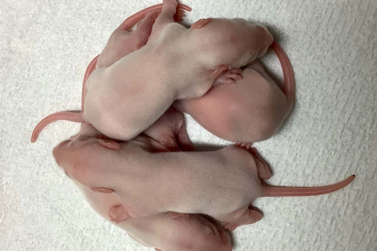 rPGCLC-derived pups (Generated by injection of rPGCLC-derived spermatids into rat oocytes)