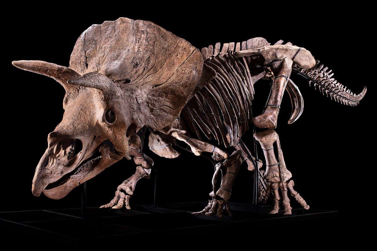 Triceratops