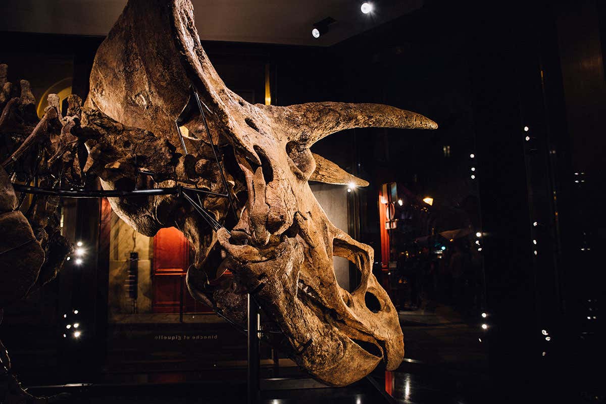 The skull of the triceratops Big John