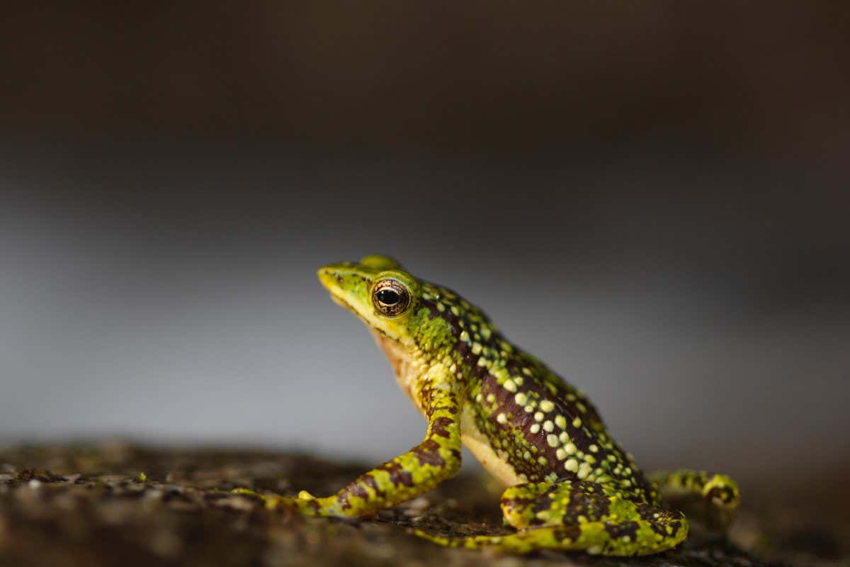 Santa Marta harlequin toad