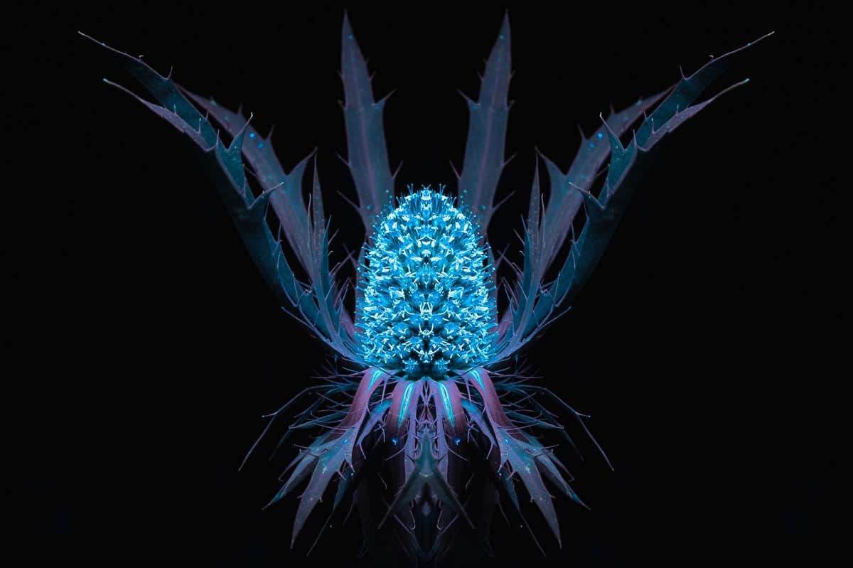 Stunning photograph shows a flower as an insect might see it