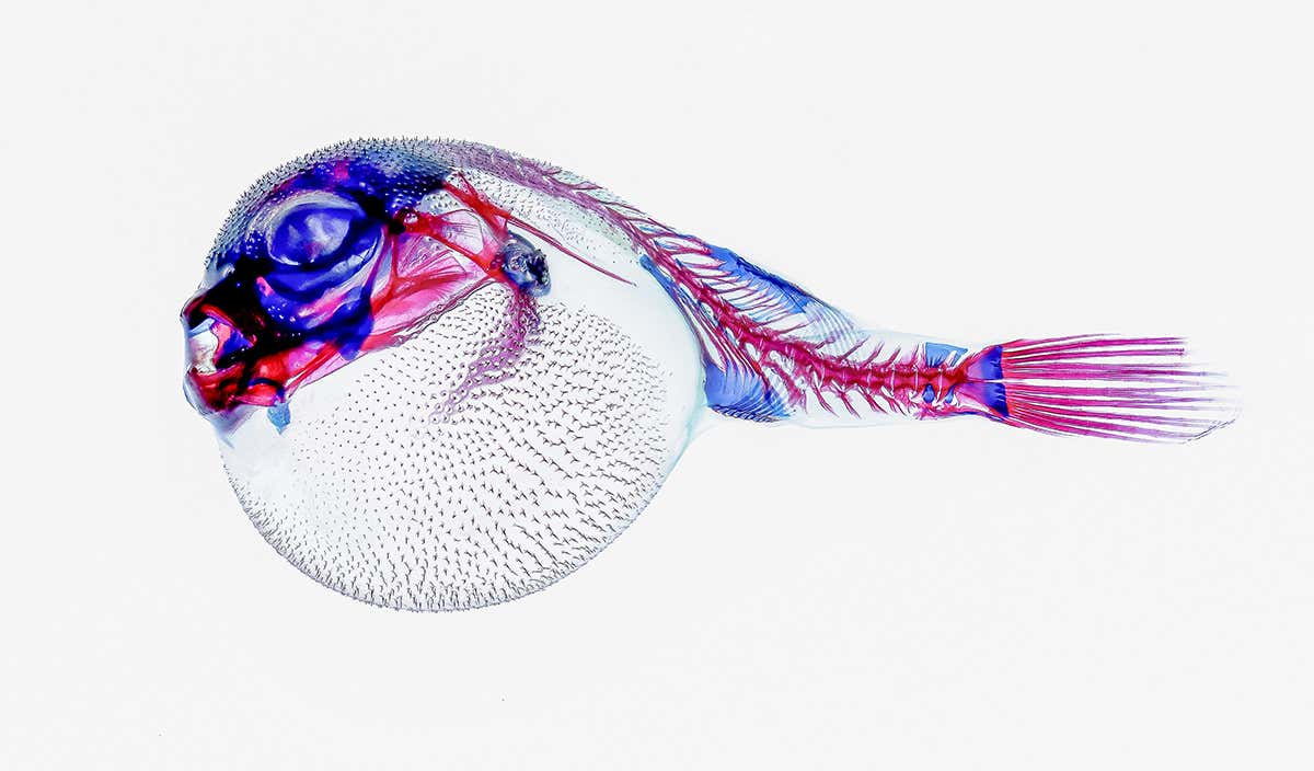 New Scientist. Science news and long reads from expert journalists, covering developments in science, technology, health and the environment on the website and the magazine.