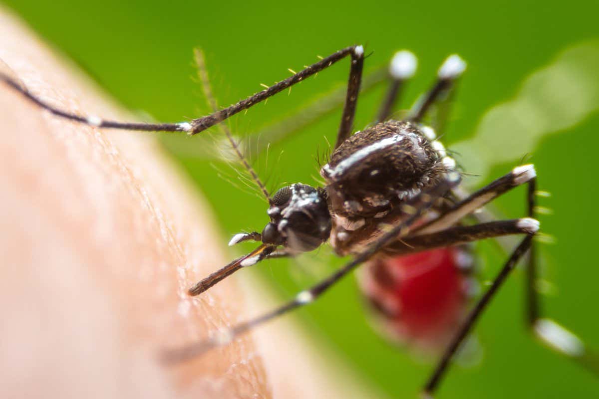 Super macro Dangerous Zica virus aedes aegypti mosquito on human skin , Dengue, Chikungunya, Mayaro fever; Shutterstock ID 569801773; purchase_order: -; job: -; client: -; other: -