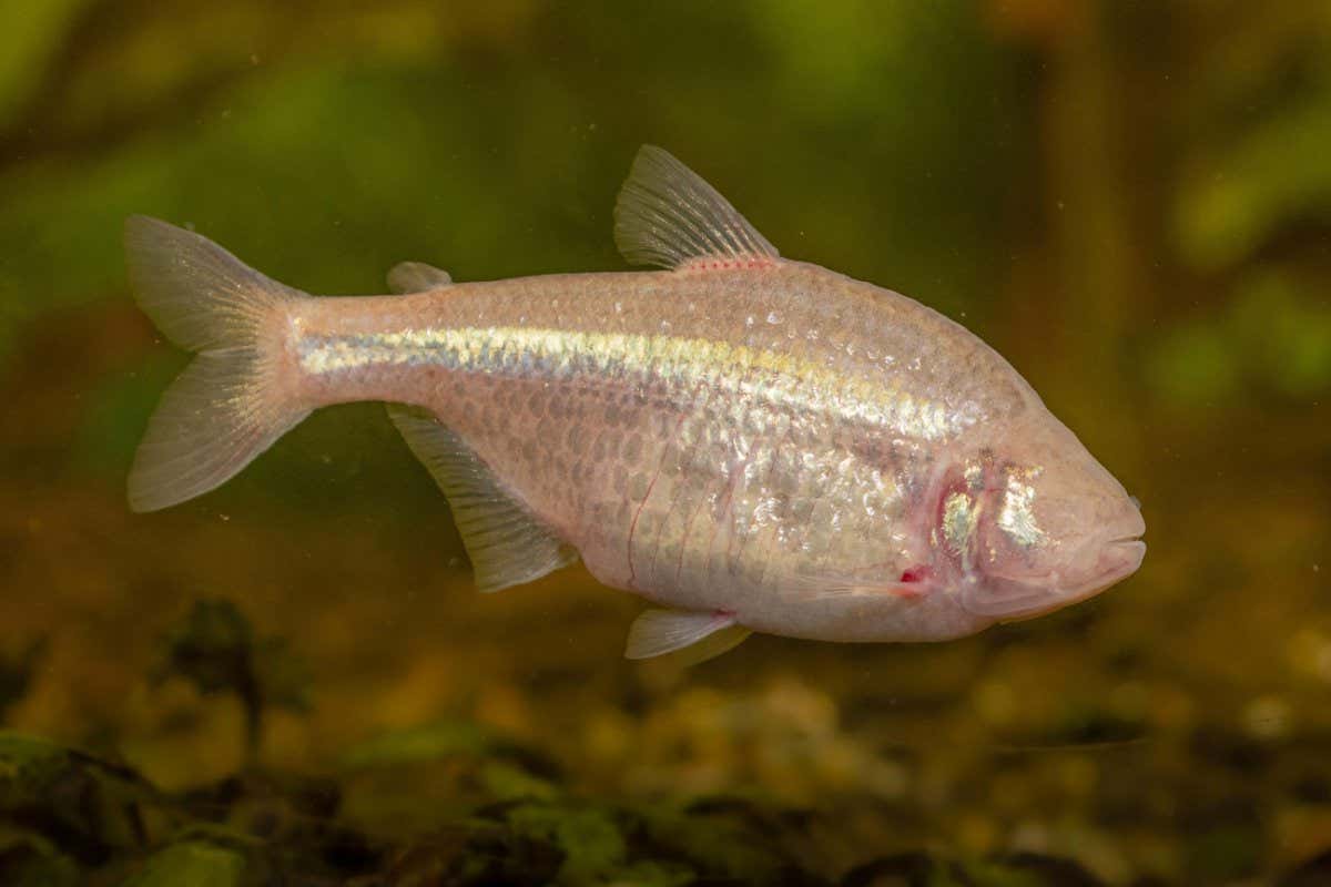 blind cave tetra