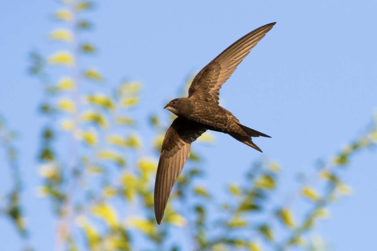 common swift (Apus apus) in flight; Shutterstock ID 1463746268; purchase_order: -; job: -; client: -; other: -