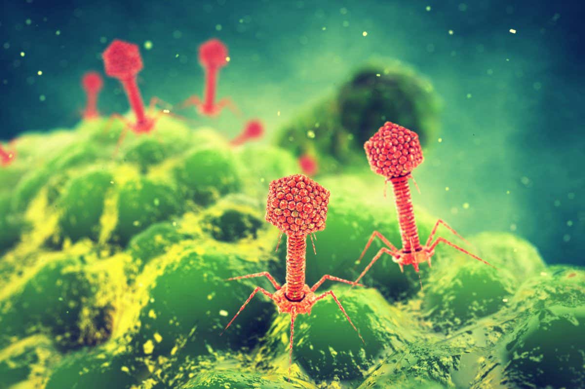 Bacteriophage viruses attacking bacteria, Infectious disease, 3d illustration ; Shutterstock ID 1066678916; purchase_order: -; job: -; client: -; other: -