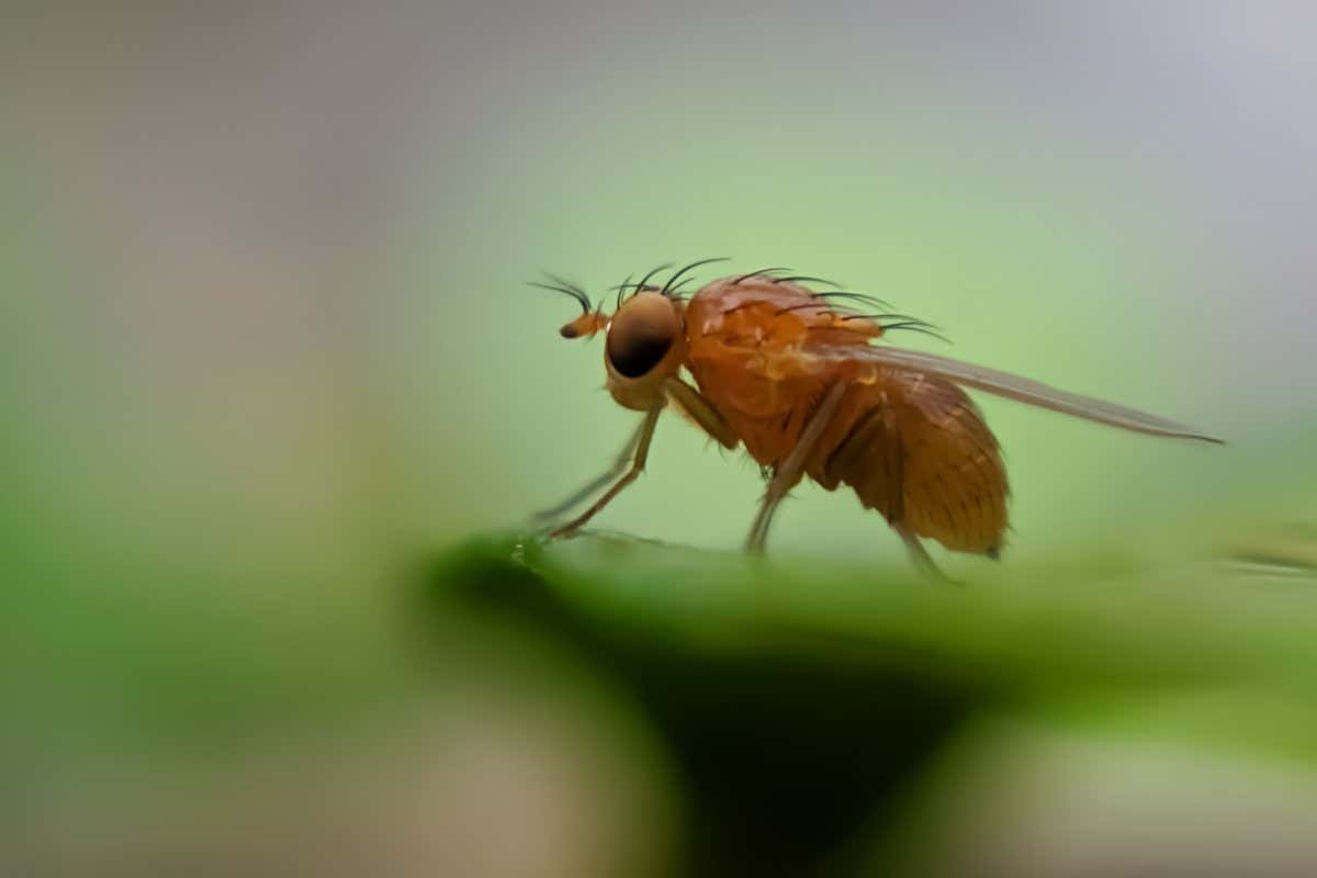Drosophila suzukii, commonly called the spotted wing drosophila or SWD, is a fruit fly. D. suzukii, originally from southeast Asia, is becoming a major pest species in America and Europe,; Shutterstock ID 1802293435; purchase_order: -; job: -; client: -; other: -