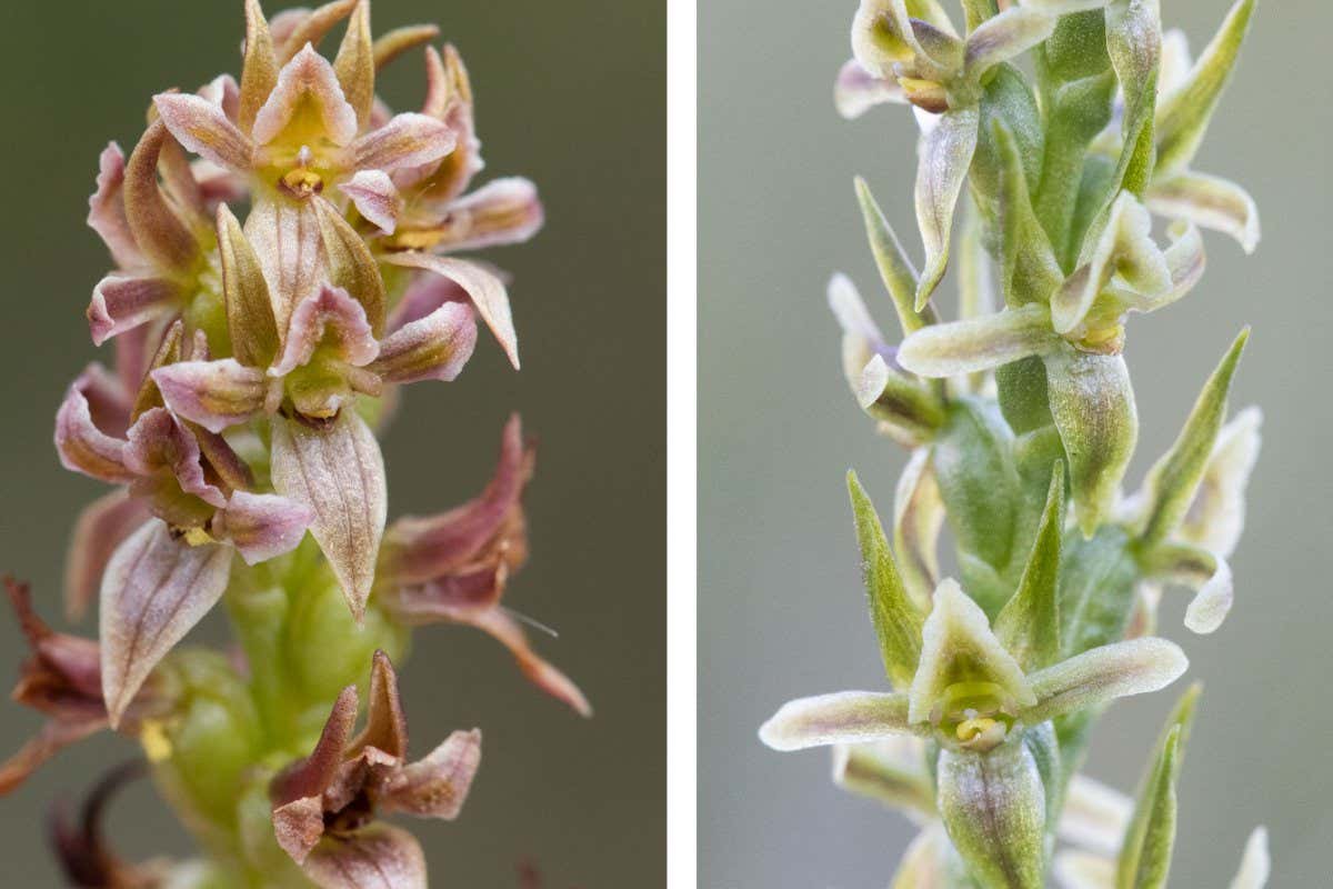 mignonette leek orchid
