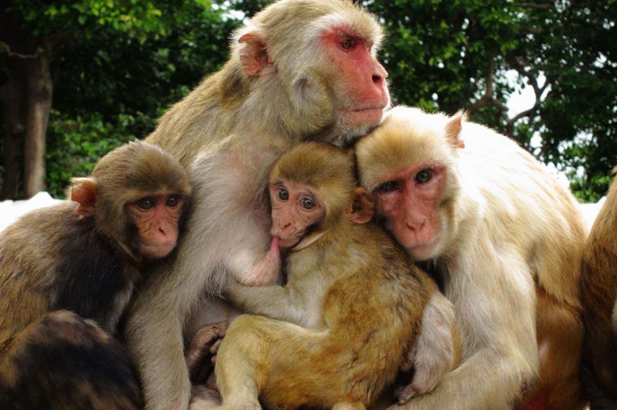 rhesus macaque with her two children and sister