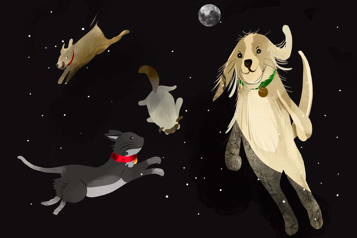 Crucial research update on ‘exopets’ unveiled